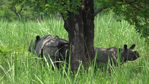 A mother and baby one horned rhino relaxing in the shade of a tree in the grasslands of the Chitwan National Park in Nepal.