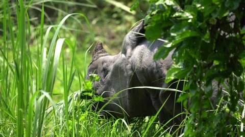 A close up video of a one horned rhino head as it is grazing on the grass in the Chitwan National Park in Nepal.