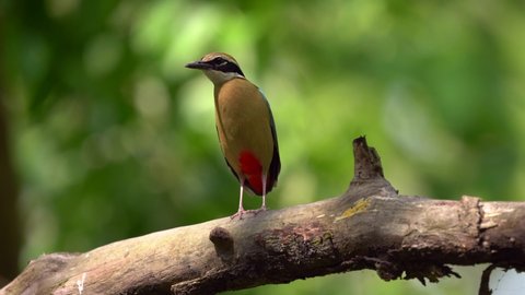 An Indian Pitta perched on a branch in the Chitwan National Park in Nepal.