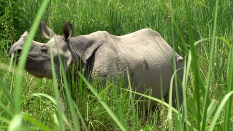 A one horned rhino almost hidden in the tall grasslands of the Chitwan National Park in Nepal as it is walking.