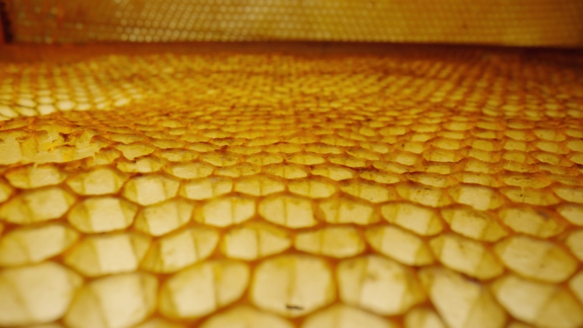 Camera slides over on empty wax honeycombs. Close up of honeycomb frame with hexagonal cells. Bee farm. Concept of beekeeping, apiculture, production of organic natural honey, agriculture. | Shutterstock HD Video #1090317275