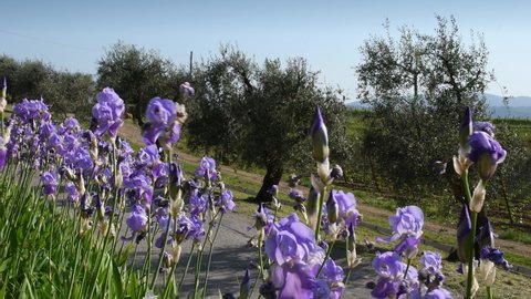 Tuscan landscape. Iris in bloom swaying in the wind in the Chianti region of Tuscany with olive trees in the background. The iris (Iris Pallida), the symbol of the city of Florence. Italy.