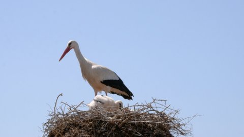 White stork taking care of her babies while waiting for the arrival of her partner with food and the moment when one of her little ones approaches the edge of the nest and poops