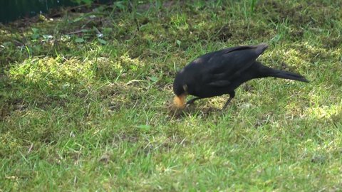 Close up of black blackbird looking around for food on a grass area.