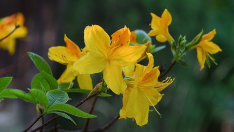 close-up of beautiful yellow azaleas in a garden. selective focus