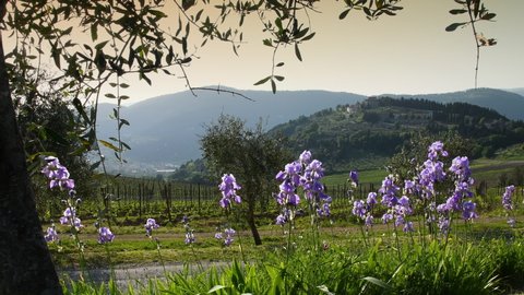 Beautiful blooming Irises swaying in the wind in the Chianti region of Tuscany at sunset near the medieval village of Nipozzano, with olive trees and grapevines in the background. Italy.