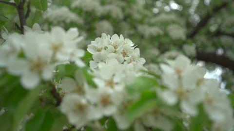 Blooming tree. Blooming pear tree close up. Nature on spring