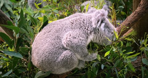 Fluffy and cute Koala bear perching on tree and eats gum tree leaves