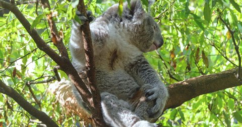 Australia wildlife. Koala bear sits on tree branch in wild forest