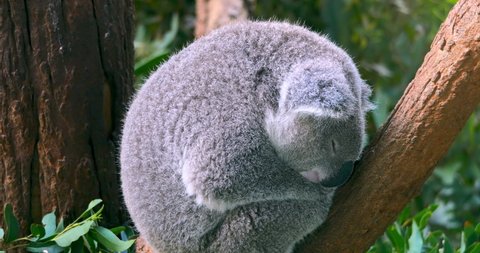 Koala Bear yawns and falls asleep in Australia forest
