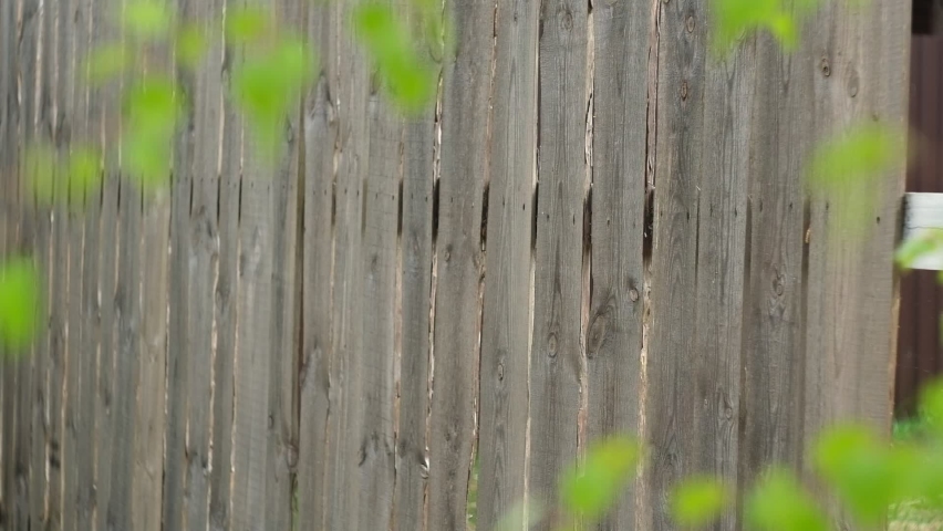 Fresh spring green leaves over old wood fence background. Wooden wall with copy space on center or middle. Rural natural design. Wallpaper or painted wood background. | Shutterstock HD Video #1090320805