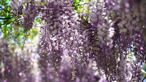 Close-up of many lilac wisteria flowers in a garden on a sunny spring day, a beautiful outdoor flower background photographed with selective focus