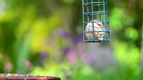 Sparrow and blue tit swinging on bird feeder