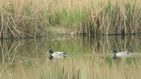 Mallards swim in a pond on an autumn sunny day. Wild geese. Close-up of a mallard or wild duck Anas platyrhynchos. Birds swim in beautiful light in the lake.