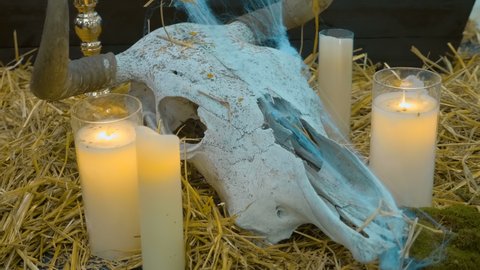 The skull of a cow with horns in a web lies on hay surrounded by candles as a symbol the coming of death. Close up. Shot in motion