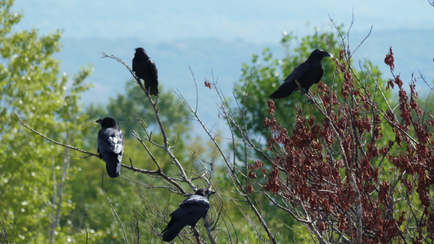 Four crows sit on branches of dry tree in forest. Black large birds are on twigs croak, look around in wooded area. Daytime. Ravens are in park. Symbol of chaos, darkness, death, misfortune | Shutterstock HD Video #1090325409