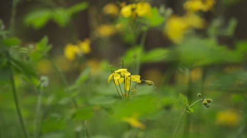 Celandine flowers in forest, close up