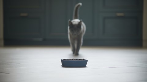 Russian blue breed domestic cat walking into focus to in slow motion to eat her meal