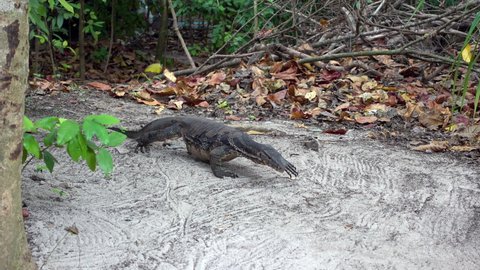Large Asian water monitor lizard walks from jungle to beach. Varanus salvator also common water monitor, large varanid lizard native to South and Southeast Asia. Thailand, Koh Hong island