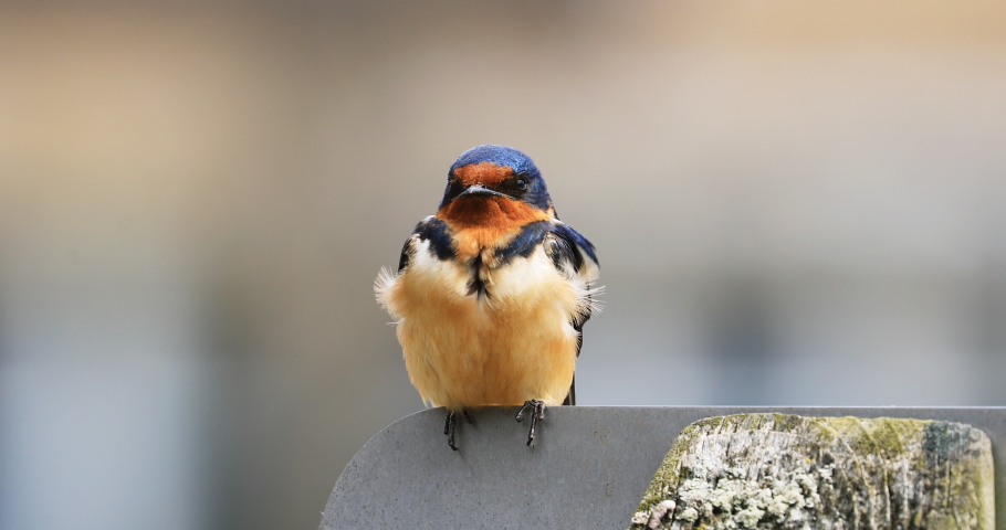Female Barn Swallow, Hirundo rustica, relaxing on a post 4K