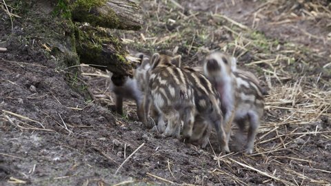 Five wild boar piglets are eating and playing.