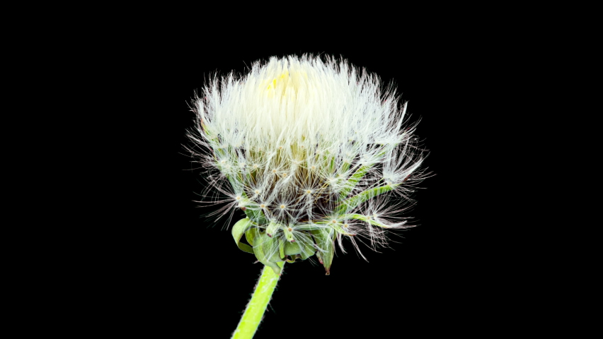 Dandelion Seed Head Blossom Timelapse on a Black Background. Blossoming White Dandelion. Fluffy Flower Plant Royalty-Free Stock Footage #1090329525