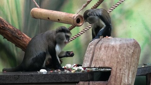 Two monkey eat vegetable (Cercopithecus campbelli)