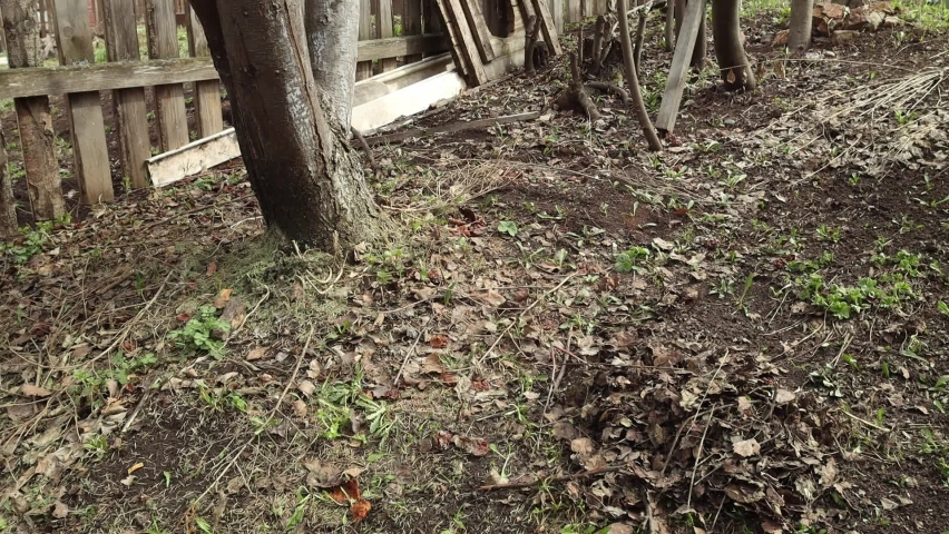 A man rakes last years foliage in the garden in early spring.
