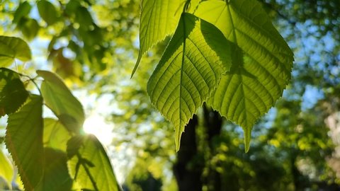 The sun shines through fresh bright green leaves on a spring sunny morning. Green plants, shining sun, red highlights close-up. Beautiful natural background.