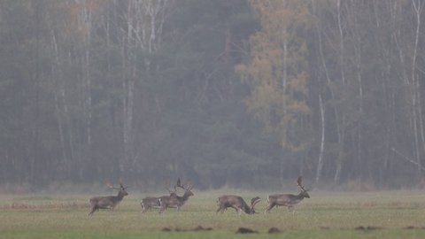 Fallow deer grazing on a foggy meadow