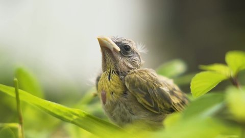 Close Up Of A Young Saffron Finch In The Forest.