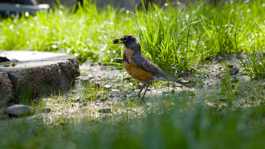 Robin bird is searching for worms in the warm spring weather