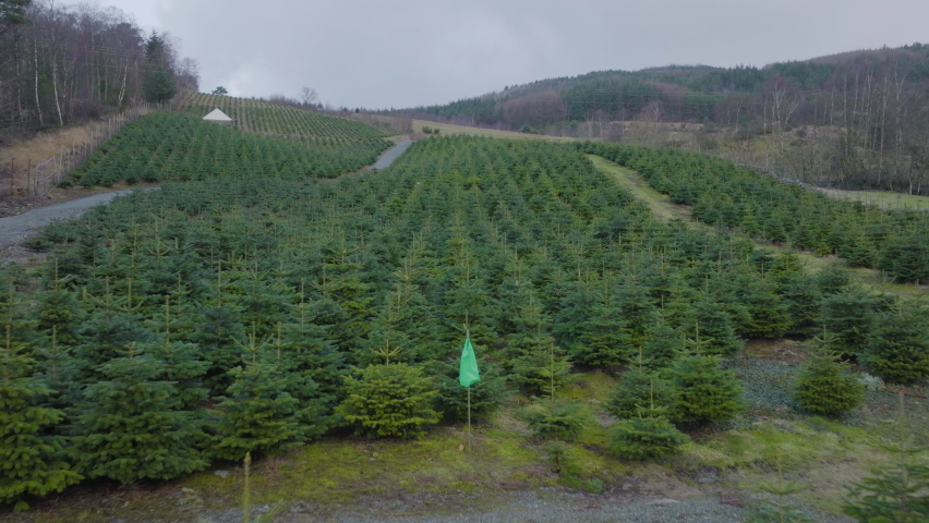 flight over christmas pine trees plantation on a cloudy day