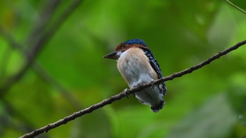 A male fledgling seen from under while perched on a diagonal branch, Banded Kingfisher Lacedo pulchella, Kaeng Krachan National Park, Thailand.