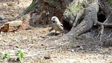 A hawfinch eats seeds at the bottom of a tree