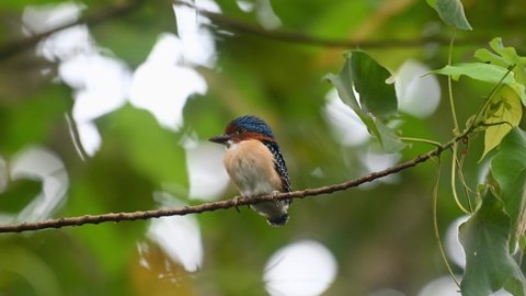 A male fledgling perched on a horizontal branch, Banded Kingfisher Lacedo pulchella, Kaeng Krachan National Park, Thailand.