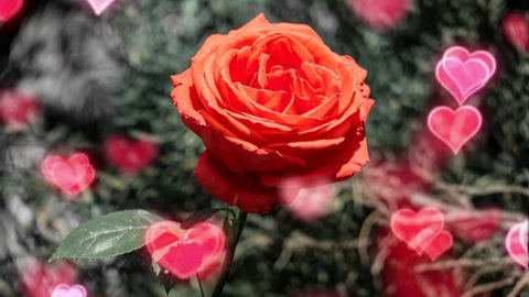 Red rose and hearts, footage. Hearts pulsing on a gray blurred background. Love, romance, relationship, concept. Footage of scarlet rose close-up. One rose for the holiday.