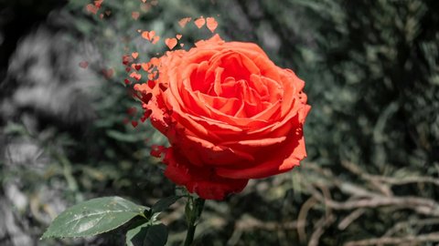 Red rose on a gray background. Small hearts stand out from the rose petals and fly to the top. Love, romance, relationship, concept. Footage of scarlet rose close-up. One rose for the holiday.