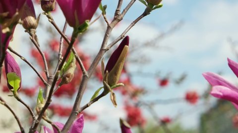 Gentle breeze sways the branches with large purple magnolia flowers and red flowers of japanes quince against a background of blue sky and cloud