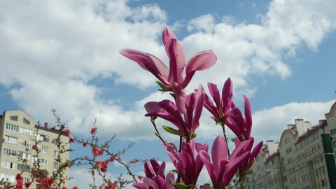Gentle breeze sways a branch with large purple magnolia flowers against a background of blue sky and multi-story buildings