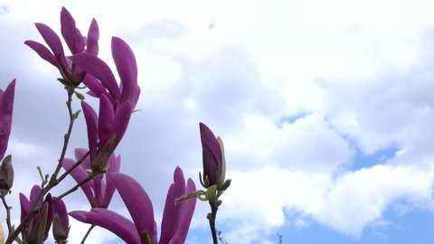 Gentle breeze sways a branch with large purple magnolia flowers against a background of blue sky and clouds