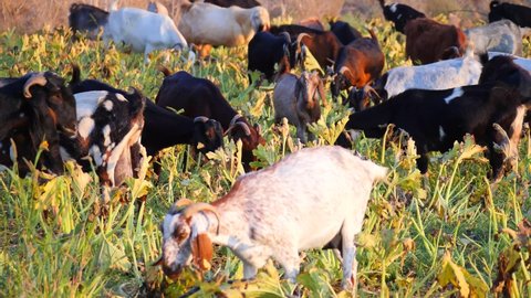 A herd of multi-colored beautiful pockmarked goats closeup walks along pasture and eats and plucks grass on field, in summer at sunset. Many goats walk and graze in the pasture. Island of Cyprus.