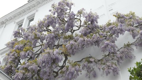 A wisteria tree on the wall of a house.