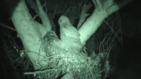 Great-horned Owl Young Owlets at Nest at Night in Arizona