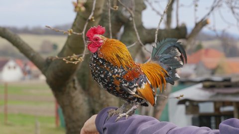 Small bantam chicken rooster with bright red comb and green tail, posing on older woman arm