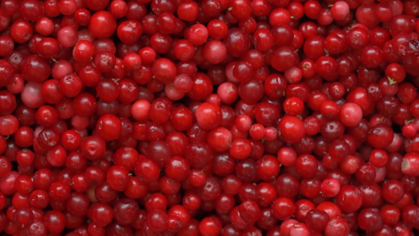 Pile of freshly harvested red wild cranberries, close-up view from above, detail to hand taking some