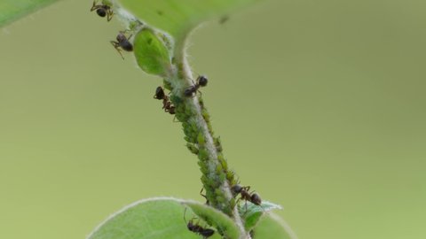 Ants herding aphids for food in exchange for protection. pest concept