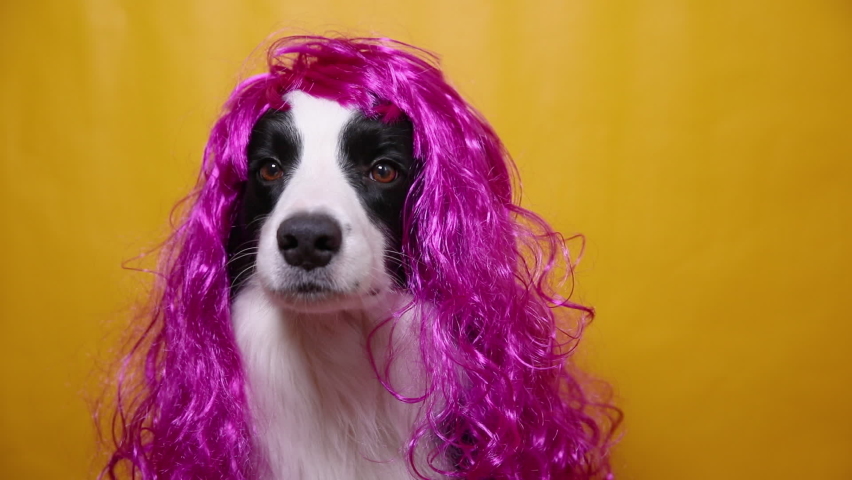 Pet dog border collie wearing colorful curly lilac wig isolated on yellow background. Funny puppy in pink wig in carnival or halloween party. Emotional pet muzzle. Grooming barber hairdresser concept Royalty-Free Stock Footage #1090340311