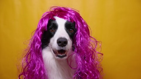 Pet dog border collie wearing colorful curly lilac wig isolated on yellow background. Funny puppy in pink wig in carnival or halloween party. Emotional pet muzzle. Grooming barber hairdresser concept