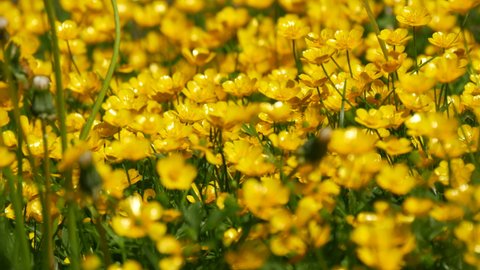 A glade of small yellow flowers in a spring flowerbed